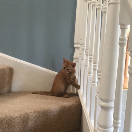 Jaspers Diary, Crazy Boy?