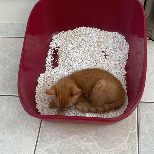 Jaspers Diary, "New Humans"