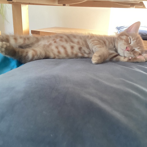 Jaspers Diary. A Cat Needs Some Space!!