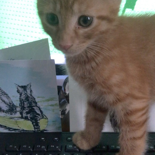 Jasper Diary. Operation: Annoy Everyone!