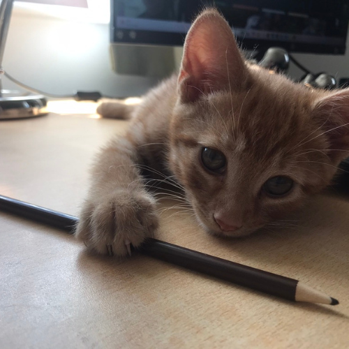 Jaspers Diary. The Pencil Game.