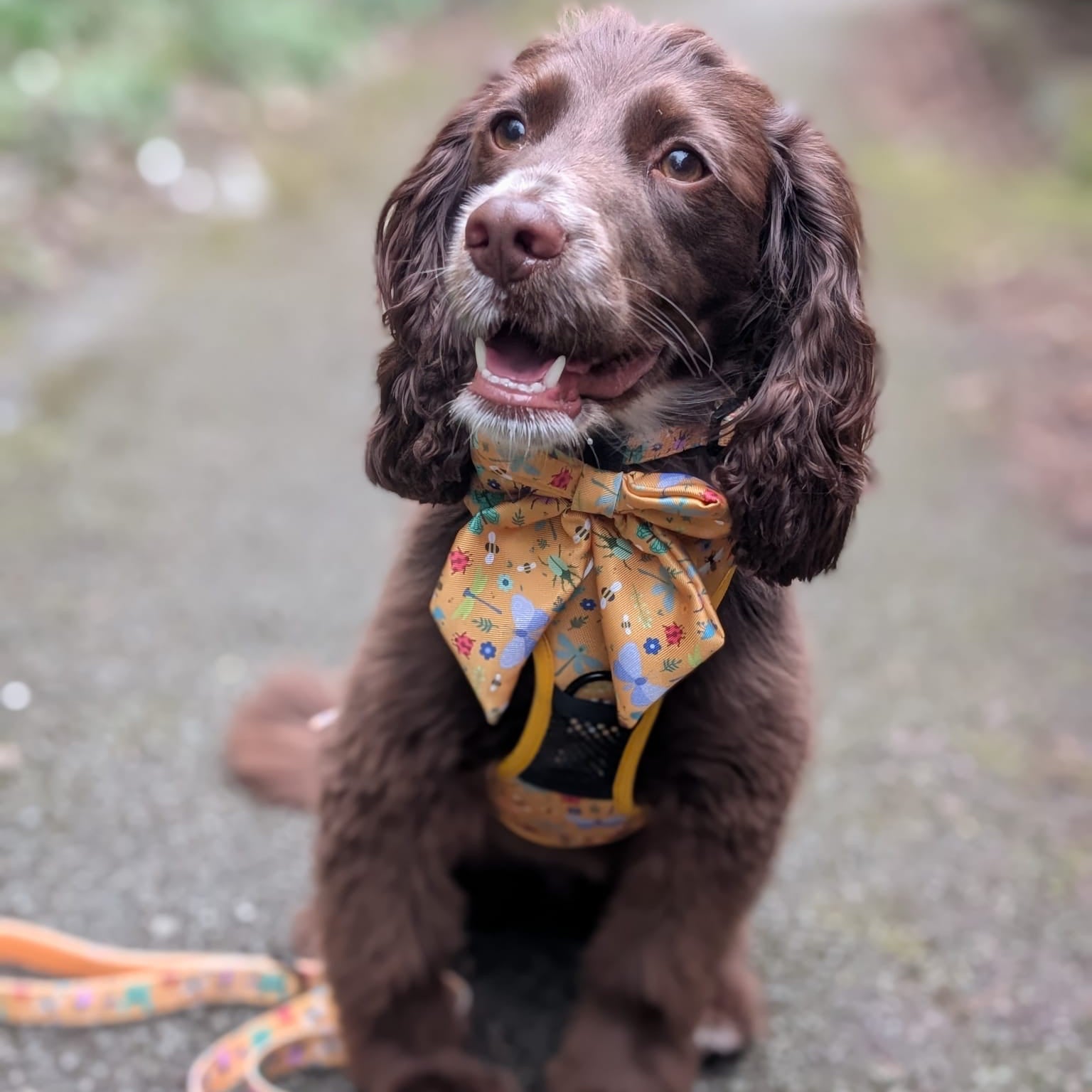 Dog Walkies Essentials